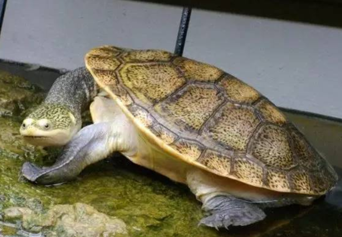 饲养前必须要了解的小知识:长颈龟凶不凶 饲养前必须要了解的小知识:长颈龟凶不凶