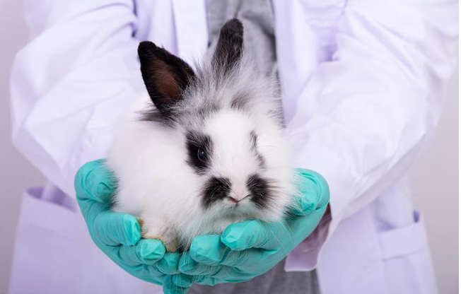 一个月的兔子可以喝人的感冒药吗