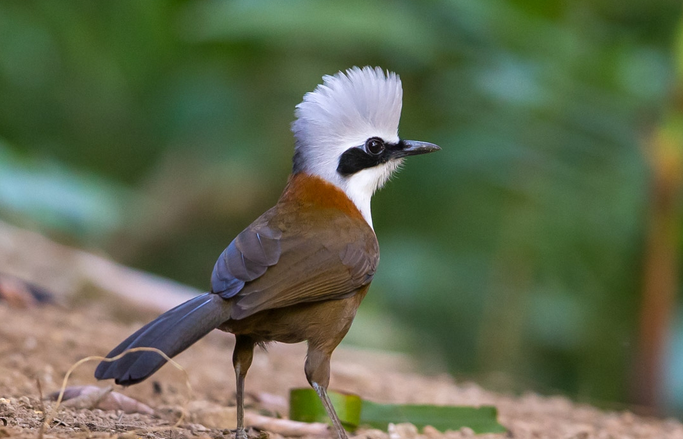 白冠噪鹛叫得怎么样，你们看了就知道