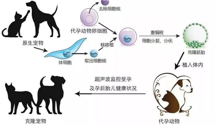 花重金克隆重病爱犬，可惜仅外貌相似