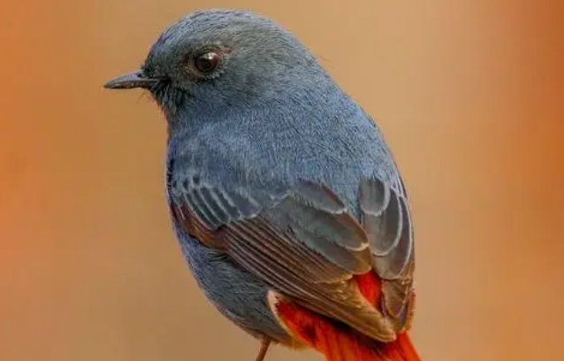 石燕怎么喂养,你知道吗? 石燕怎么喂养,你知道吗?