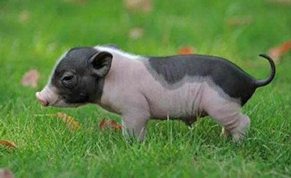 迷你香猪和普通猪的区别有哪些？一文盘点清楚