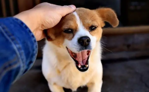 为什么干净的宠物,也要定期驱虫? 为什么干净的宠物,也要定期驱虫?