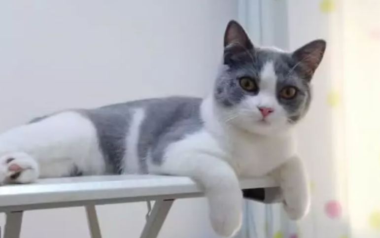 猫粮需要每隔一段时间就吗？铲屎官来看看吧