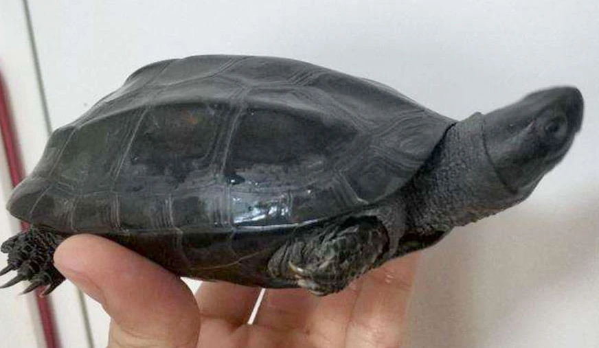 墨龟为什么只能养一只？看这篇文章就知道原因了！