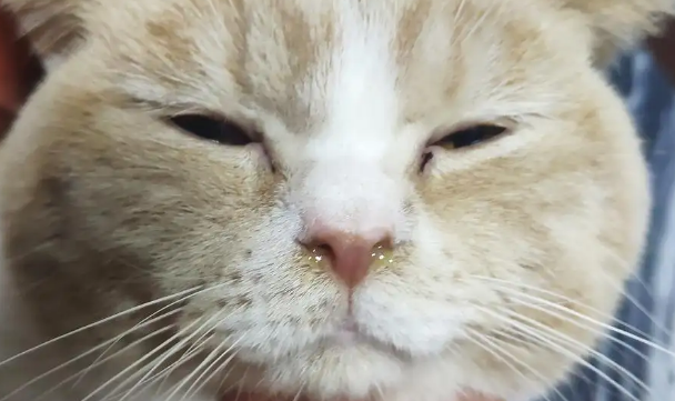 猫流鼻涕流眼泪打喷嚏怎么回事？它可能是生病了