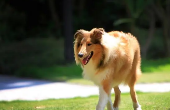 萌宠课堂：狗狗钙片和钙粉哪个比较好 狗狗吃钙片还是钙粉好？