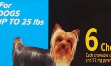 宠物体内驱虫，你了解多少