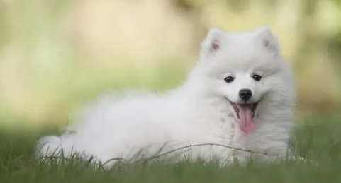 小狗狗减肥时要给什么零食呢?来了解一下吧 小狗狗减肥时要给什么零食呢?来了解一下吧