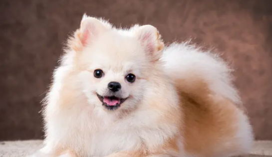 主人阳性狗狗怎么办？是否会被传染呢？