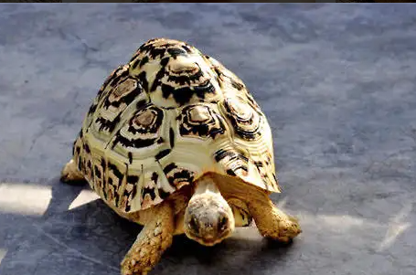 豹龟感冒流鼻涕怎么办？这里有方法！