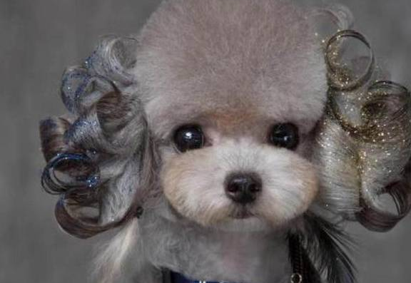 “想过得舒坦别养泰迪犬”这句话怎么来的~