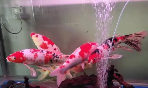 氧气泵并不是鱼缸的必需品,新鱼友们引以为戒,不要疯狂爆氧了 氧气泵并不是鱼缸的必需品,新鱼友们引以为戒,不要疯狂爆氧了