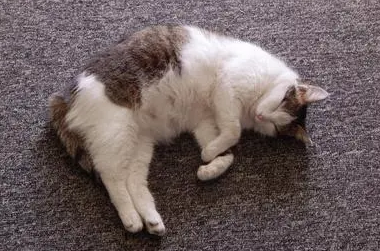 猫怀孕的表现是什么？来这里看看吧