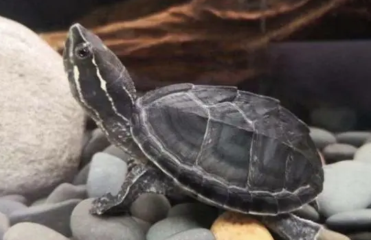 你们说,麝香龟吃什么长得快? 你们说,麝香龟吃什么长得快?