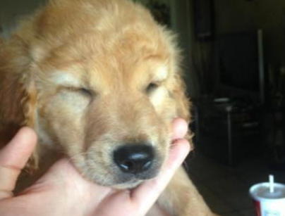 犬传染性肝炎的症状及治疗方法