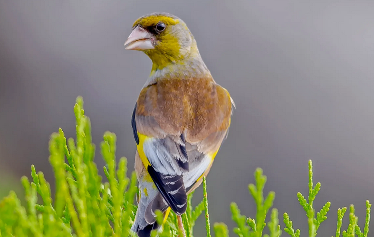 金翅雀是不是益鸟，想知道的来看看！
