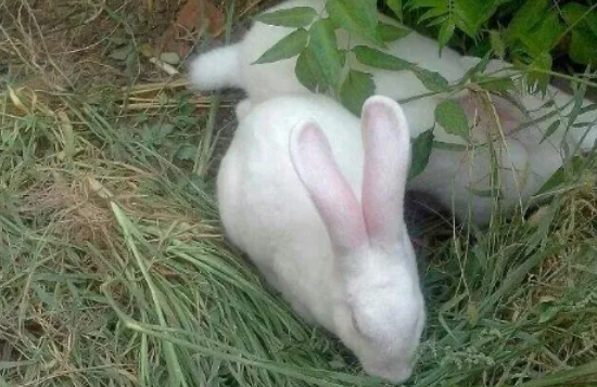 你不得不了解的饲养小技巧，中国白兔吃什么？