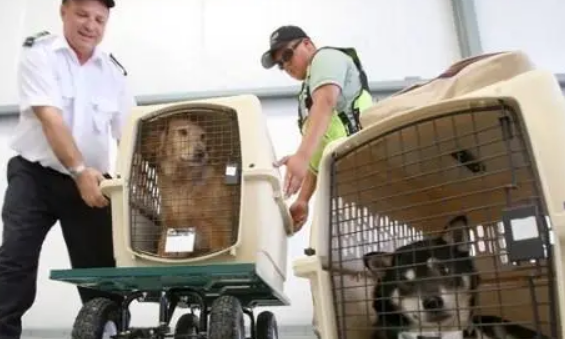 宠物托运快递多少钱一次怎么寄,宠物托运快递流程 宠物托运快递多少钱一次怎么寄,宠物托运快递流程