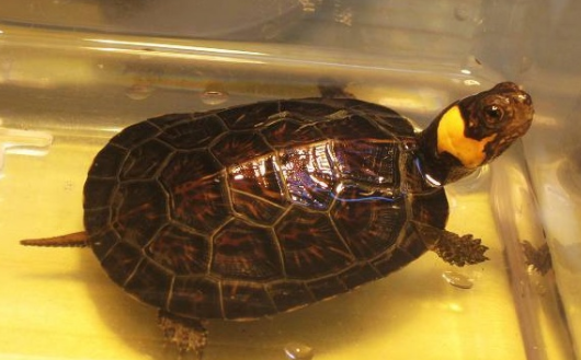 牟氏水龟哪里有卖？这些渠道都可以～