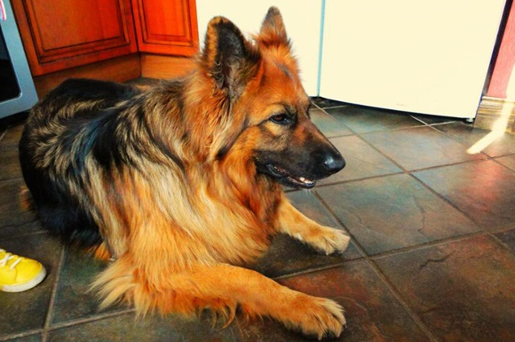 狼狗和德牧的区别在哪?你至少需要这些 狼狗和德牧的区别在哪?你至少需要这些