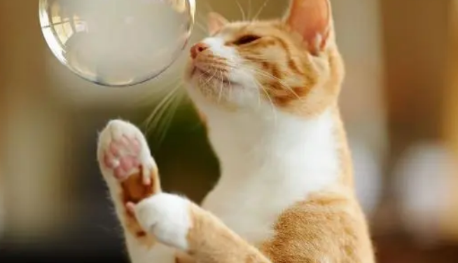 科普篇,关于猫咪体外驱虫的十问十答,让铲屎官不再被寄生虫困扰 科普篇,关于猫咪体外驱虫的十问十答,让铲屎官不再被寄生虫困扰