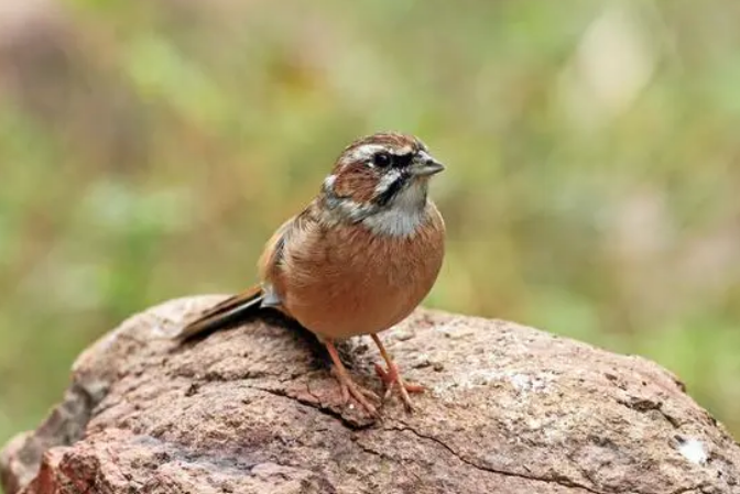 三道眉草鹀吃什么？本文给你答案