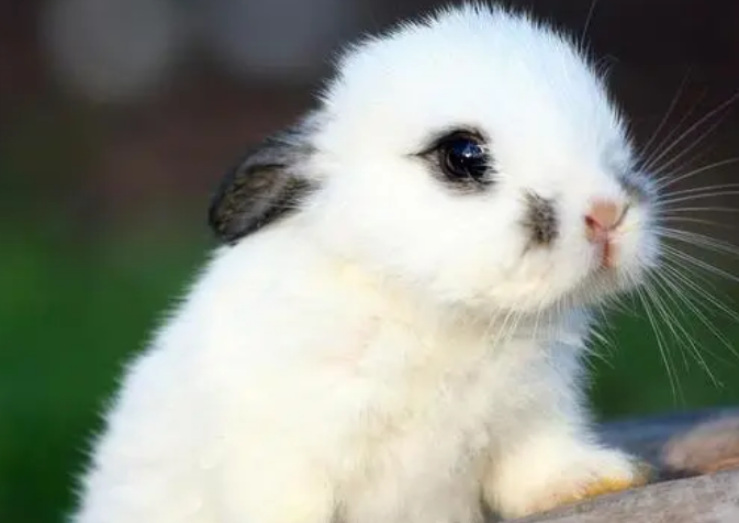 你们知道，兔子为什么突然跑来跑去？