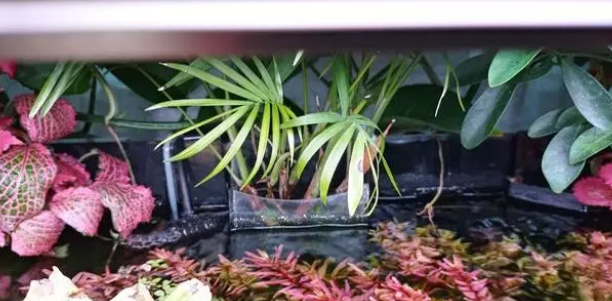 喜欢养鱼的人，在鱼缸上养这几种植物漂亮又实用！