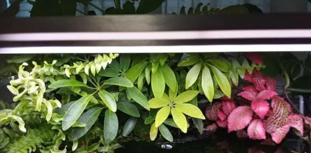 喜欢养鱼的人，在鱼缸上养这几种植物漂亮又实用！