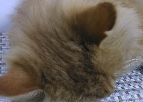 猫耳朵为什么有个豁口？来看这里！