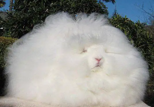 巨型安哥拉兔好养活吗?谁养谁知道! 巨型安哥拉兔好养活吗?谁养谁知道!