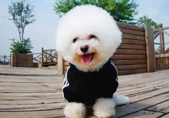 比熊鼻子上毛少怎么办？方法很简单！