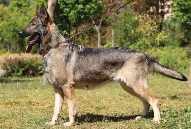 如何让昆明犬快速立耳？这就来教你