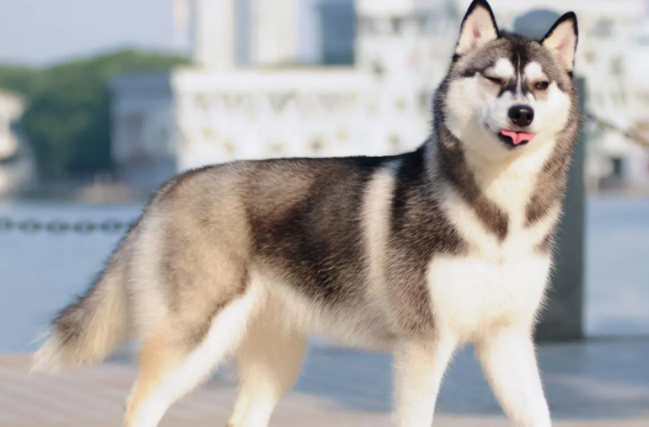 农村适合养哈士奇吗？快来这里看答案！