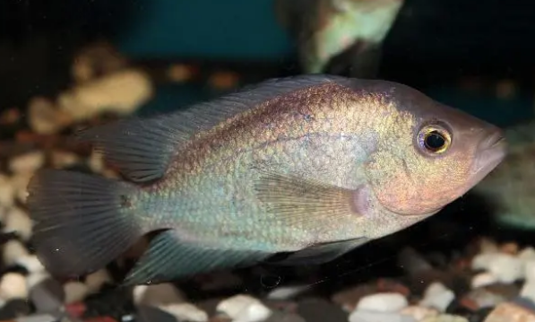 鱼缸水质的好坏太重要，把这2个指标做好，水质的问题就不是问题