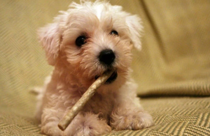 狗体内有虫怎么办?驱虫可以采取的措施参考 狗体内有虫怎么办?驱虫可以采取的措施参考