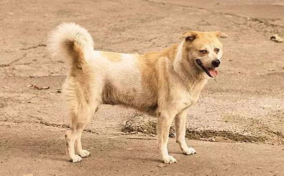 养土狗的人越来越少，是怎么回事？