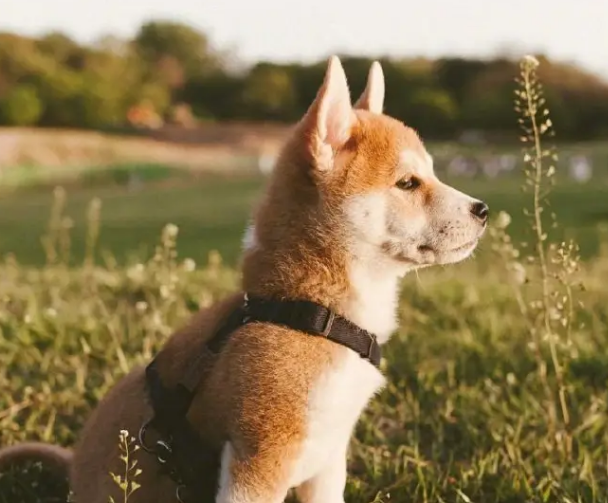 小H柴犬的价格是多少？想入手的来看看。