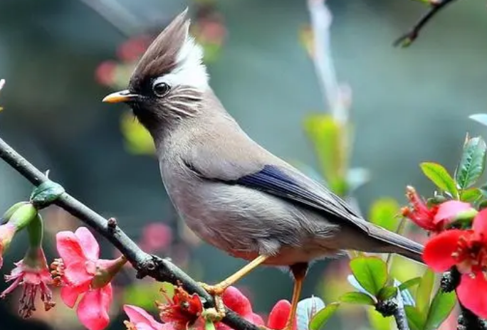白领凤鹛是什么科的鸟?来了解下吧 白领凤鹛是什么科的鸟?来了解下吧
