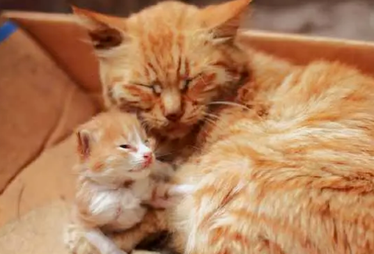 怀孕母猫照顾好，叶酸补充不能少