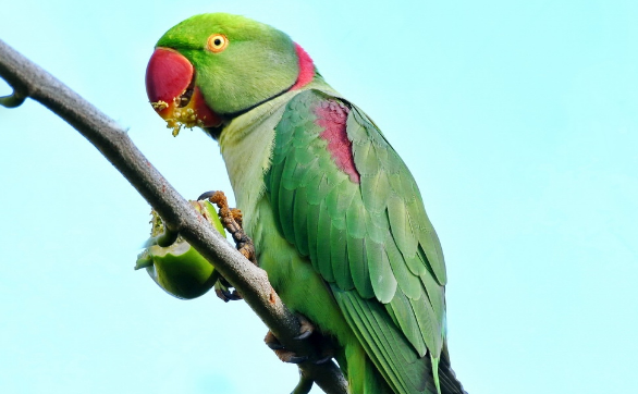 大绯胸鹦鹉和亚历山大哪个好