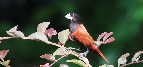 栗腹文鸟人工能繁殖吗？你还不知道吗?