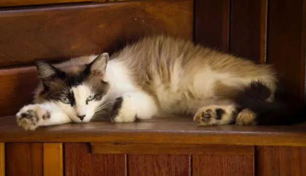 给猫换猫粮是必须的吗?多久换一次? 给猫换猫粮是必须的吗?多久换一次?