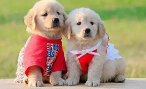 经验小科普：什么样的狗狗需要喝羊奶粉呢？羊奶粉的好处在哪里