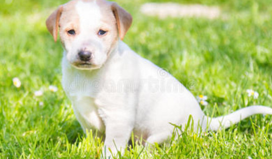 狗狗拉稀像泥浆很臭但精神很好,是怎么回事儿? 狗狗拉稀像泥浆很臭但精神很好,是怎么回事儿?