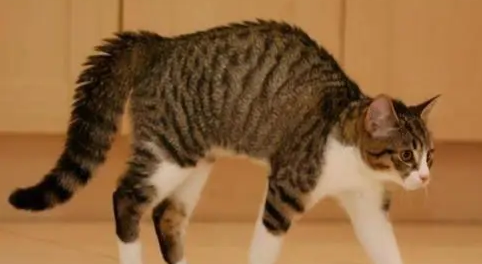 猫咪被拽尾巴会怎么样？铲屎官要了解的知识