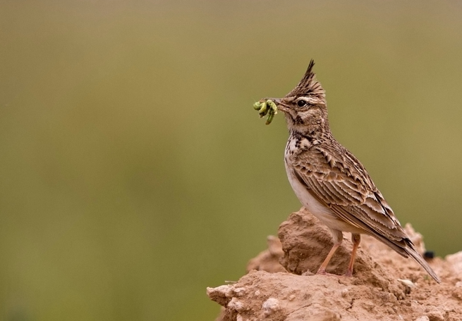 凤头百灵几月份繁殖？一般是这个时间