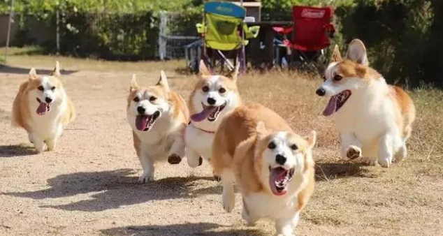 25斤的柯基一天吃多少狗粮？