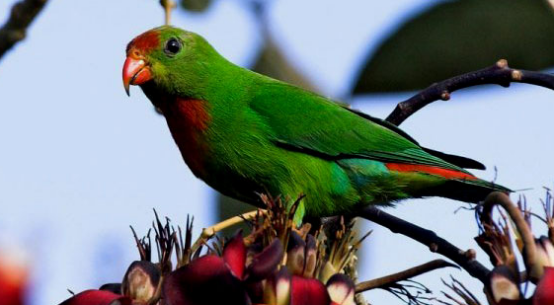 一起来看看菲律宾悬吊鹦鹉多少钱一只吧~